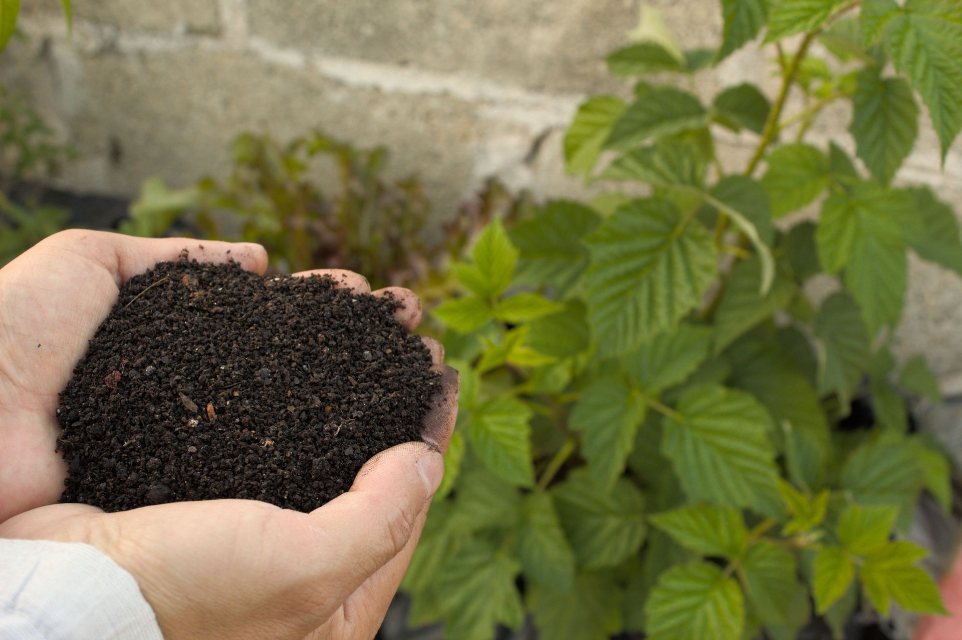 Close-up of hands holding nutrient-rich compost beside lush green plant in a garden.